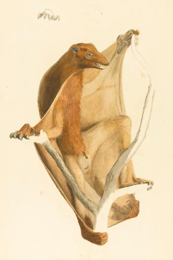 An Original Drawing Of A Flying Lemur by 
																	Jean Baptiste Audebert