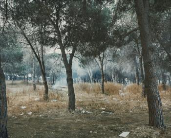 Forest by 
																	Sharon Ya'ari