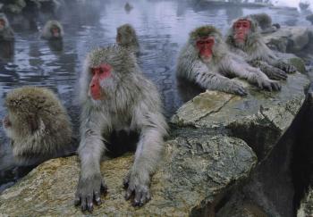 Japanese Macaques, Honshu Island, Japan by 
																	Tim Laman