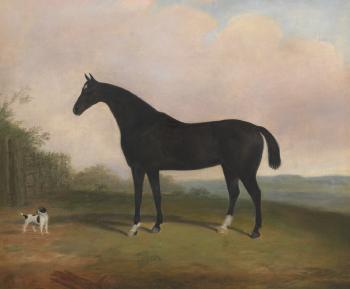 Horse portrait by 
																			George B Newmarch