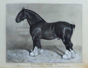 Shire Stallion - 'Rattler the Iind' by 
																	Frank Babbage