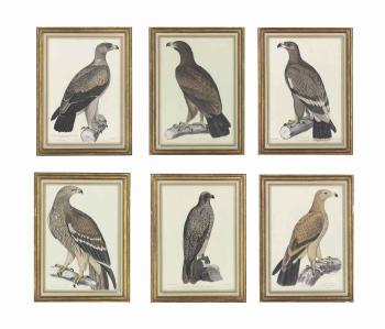 Six Plates of Eagles, from: John Edward Gray (1800-1875), Illustrations of Indian Zoology by 
																	Ben Waterhouse Hawkins