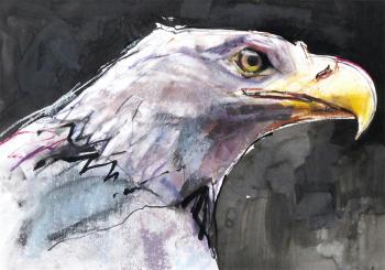 Head of a white tailed sea eagle by 
																	Mark Adlington