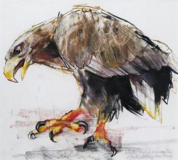 White tailed sea eagle by 
																	Mark Adlington