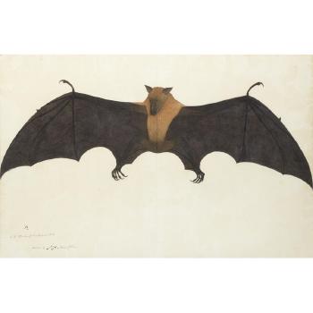 A Great Indian Fruit Bat, or Flying Fox (Pteropus giganteus) by 
																			 Calcutta School