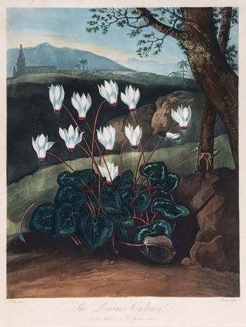 The Persian cyclamen by 
																	William Elmes