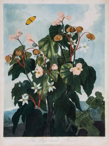 The oblique-leaved begonia by 
																	James Caldwall
