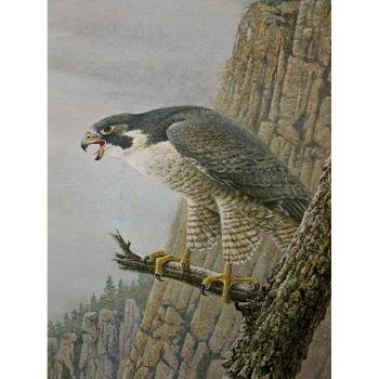 Peregrine Falcons by 
																			James Richard Lumbers