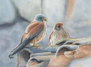 Couple de faucons crécerellettes by 
																	Philippe Vanardois