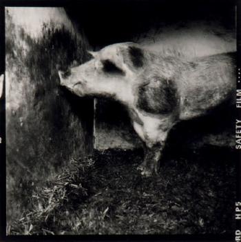 Cochon aveugle, Haut-le-Wastia by 
																	Marc Trivier