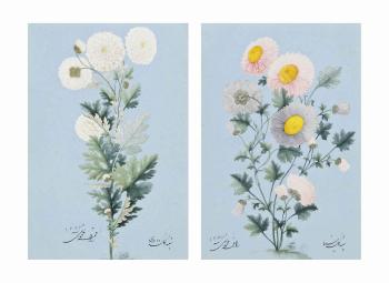 Two fine Qajar Floral studies: A Chrystanthemum and an Oxeye Daisy by 
																	Muhammad Taqi
