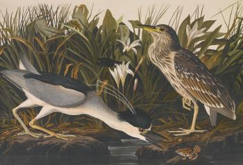 The Birds of America by 
																	John James Audubon