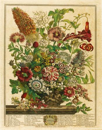 Twelve Months of Flowers. London: Robert Furber, 1730 by 
																	Robert Furber