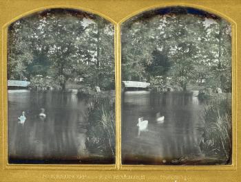 Schwäne auf einem Teich by 
																	Wilhelm Schneider Ehrenstetten