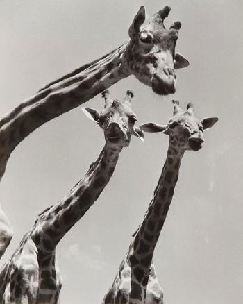 Trois girafes by 
																	 Ylla
