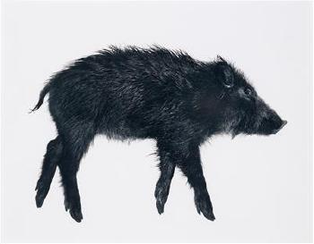 Wild Boars from Tote Tiere by 
																	Gabriele Rothemann