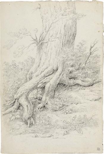 Studio per radice d'albero by 
																	Pietro Ronzoni