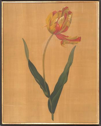 Pink amaryllis. Variegated tulip by 
																			 Hai Feng