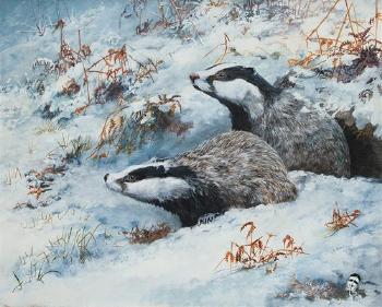 Badgers alert by 
																	David Feather