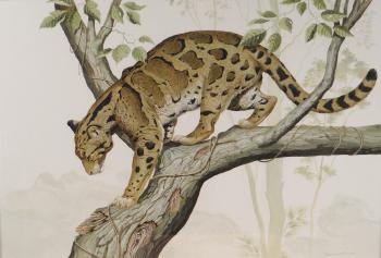 Study of a prowling leopard in a tree by 
																	Rama Samaraweera