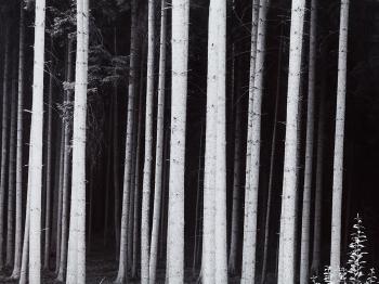 German Forest by 
																			Robert Werling