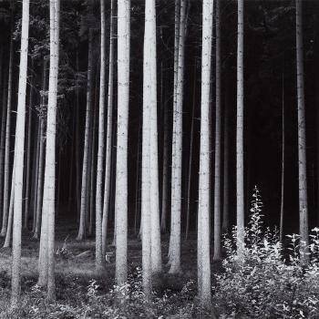 German Forest by 
																			Robert Werling