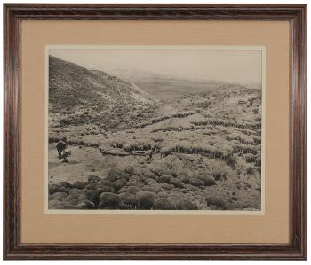 Western view of grazing Sheep herd with riderless Horse in foreground by 
																			Laton A Huffman