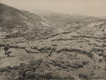 Western view of grazing Sheep herd with riderless Horse in foreground by 
																			Laton A Huffman