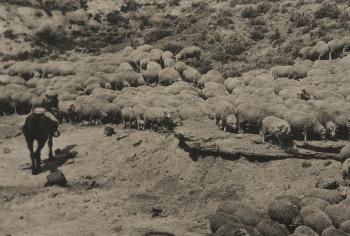 Western view of grazing Sheep herd with riderless Horse in foreground by 
																			Laton A Huffman