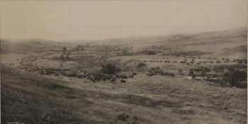 Western view of roaming cattle herd by 
																			Laton A Huffman