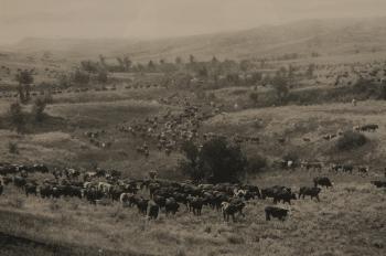 Western view of roaming cattle herd by 
																			Laton A Huffman