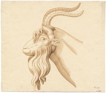 Kopf eines Ziegenbockes by 
																	Antonio Isopi