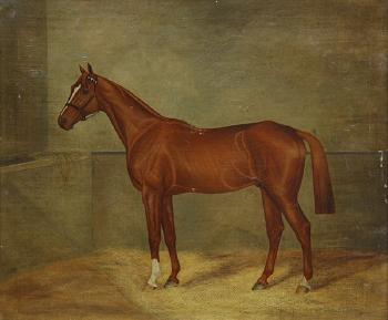 Thoroughbred in a stall by 
																			A E D G Stirling-Brown