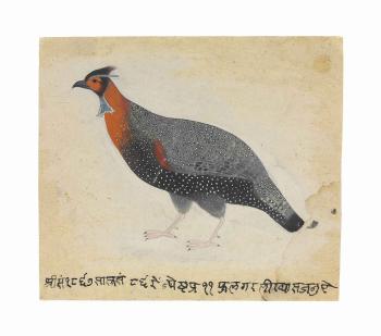 A Western horned Pheasant by 
																	 Sajnu of Mandi