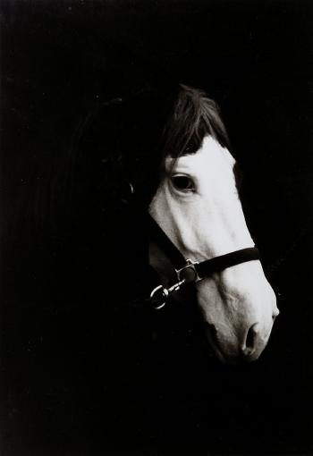 Cavallo by 
																	Antonio Ioli
