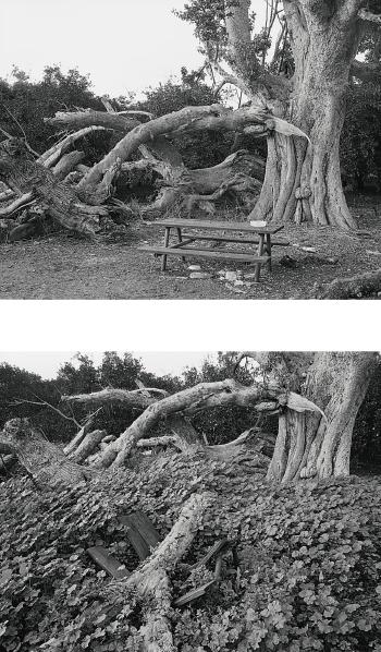 Tree and Picnic Table (2006); Tree and Picnic Table (2009) by 
																	Sharon Ya'ari