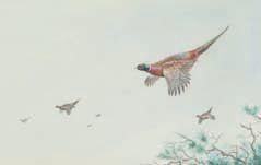 Pheasant in flight by 
																	Vincent Balfour-Browne