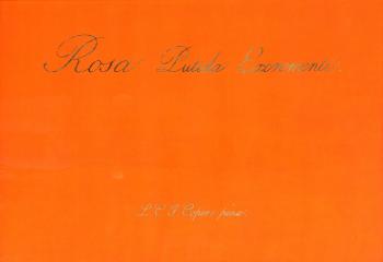 Rosa Lutida Excrementi by 
																			Leo Copers