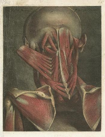 Zwei anatomische Ansichten der Hals- und Schultermuskulatur sowie die Muskeln des Kopfes by 
																			Jacques Fabien Gautier d'Agoty