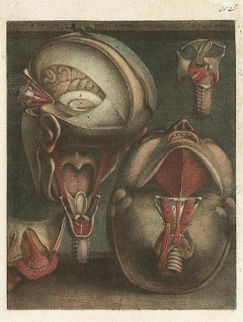 Zwei anatomische Ansichten der Hals- und Schultermuskulatur sowie die Muskeln des Kopfes by 
																			Jacques Fabien Gautier d'Agoty