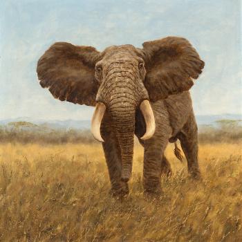Elephant in The Savannah by 
																			George Majewicz