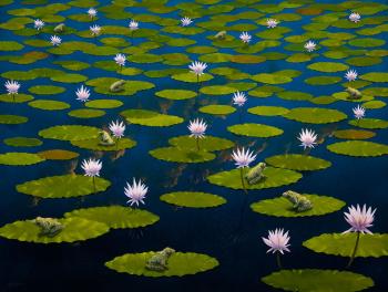 Frogs on Waterlilies by 
																	Lin Onus