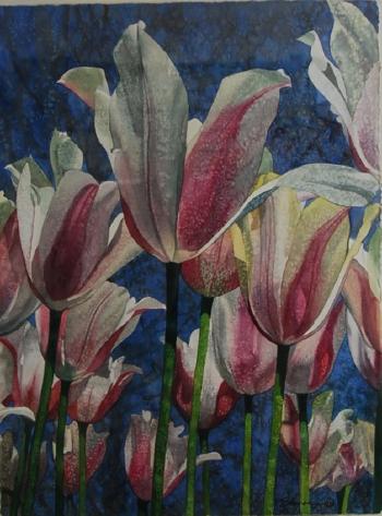 Pink and White Tulips by 
																			Elyse Campus-Cohen