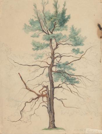 Tree by 
																			Hermann Lungkwitz
