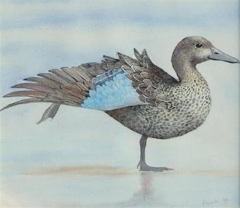 Study of a duck resting on one leg by 
																	Emma Faull