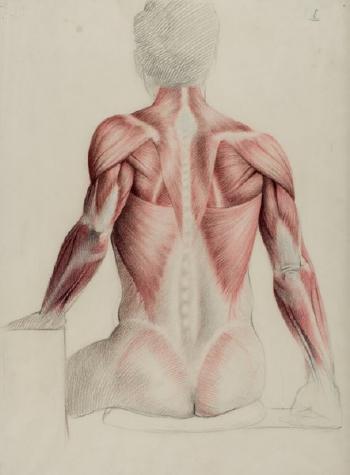 Estudio anatómico by 
																	Guillermo Munoz Vera