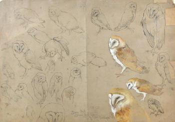 Barn Owl studies by 
																			Charles Henry Clifford Baldwyn