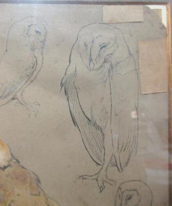 Barn Owl studies by 
																			Charles Henry Clifford Baldwyn