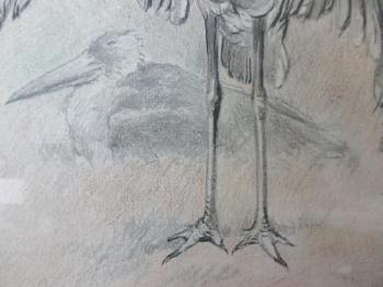 Studies of a greater adjutant stork mantling by 
																			Charles Henry Clifford Baldwyn