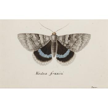 Blue underwing moth by 
																			Chevalier Christophe Paulin De La Poix De Freminville